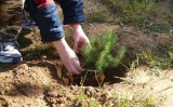 Ανακοίνωση από τους φίλους του Σ΄μ -Αηλιά για τις δεντροφυτεύσεις